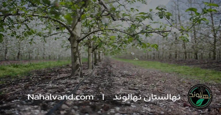 Apple tree drip irrigation nahalvand.ir
