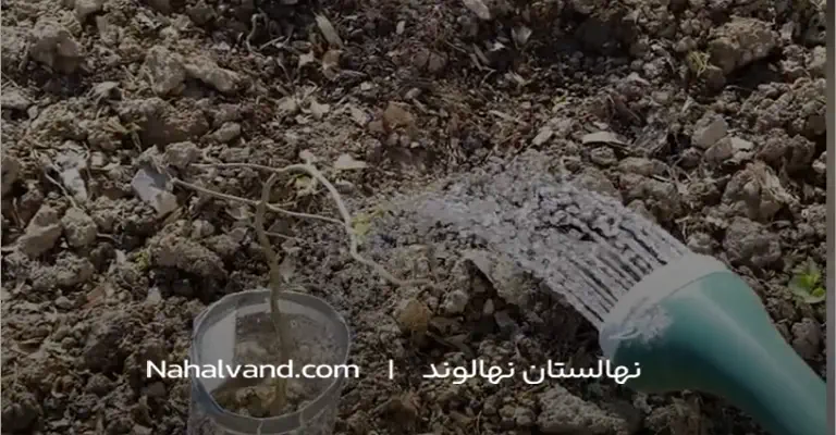 آبیاری نهال