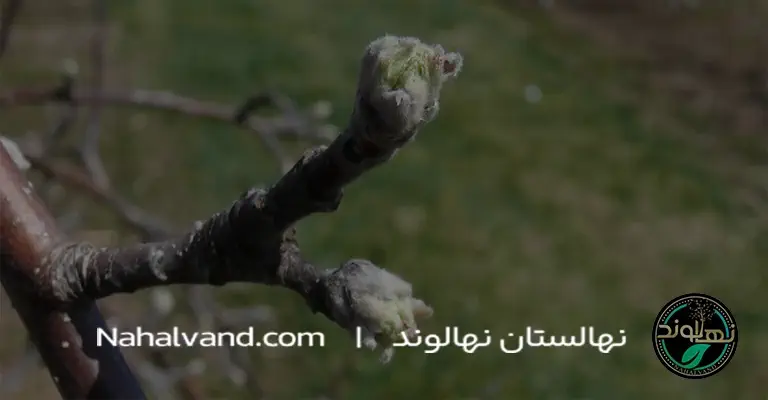 Watering apple trees during flowering nahalvand.ir