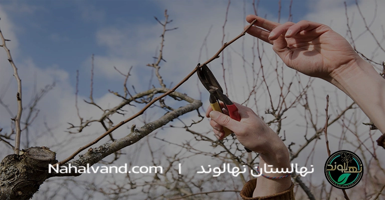 بهترین زمان برای هرس درخت گلابی