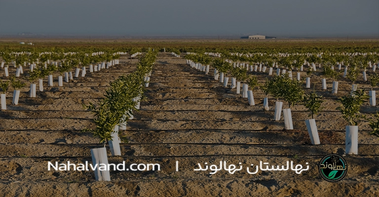 Number of apple seedlings per hectare nahalvand.com