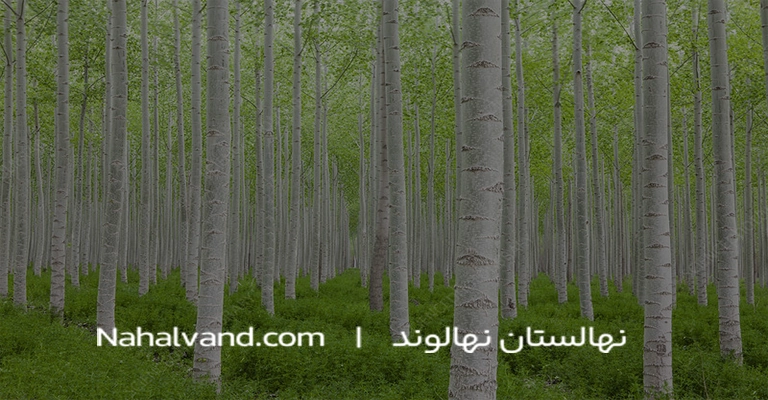 صنوبر و انتخاب گونه مناسب برای کاشت
