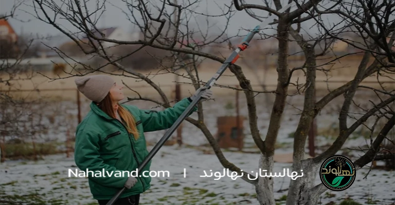 بهترین فصل برای هرس درخت گلابی