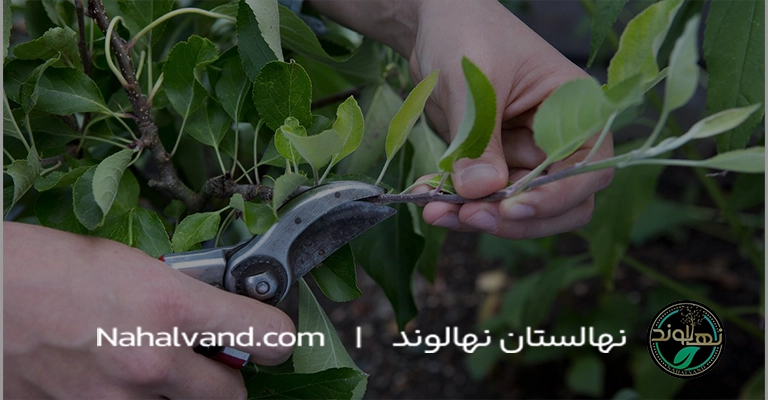 هرس در تابستان