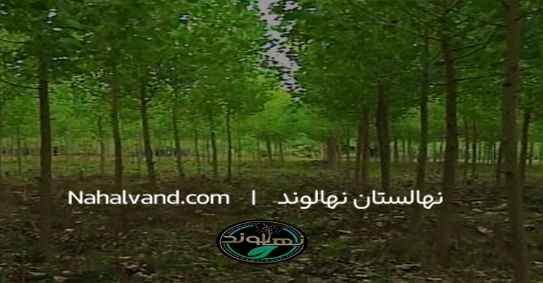 بهترین زمان برای کوددهی درخت صنوبر