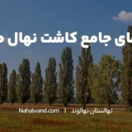 زمان مناسب برای کاشت نهال صنوبر