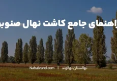 زمان مناسب برای کاشت نهال صنوبر