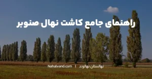 زمان مناسب برای کاشت نهال صنوبر