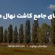 زمان مناسب برای کاشت نهال صنوبر