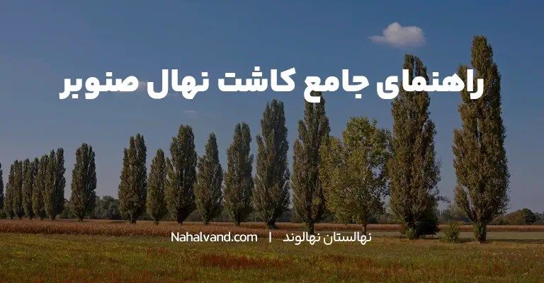 زمان مناسب برای کاشت نهال صنوبر