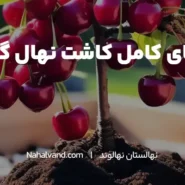 بهترین زمان برای کاشت نهال گیلاس