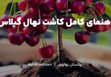 بهترین زمان برای کاشت نهال گیلاس