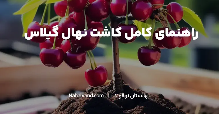 بهترین زمان برای کاشت نهال گیلاس