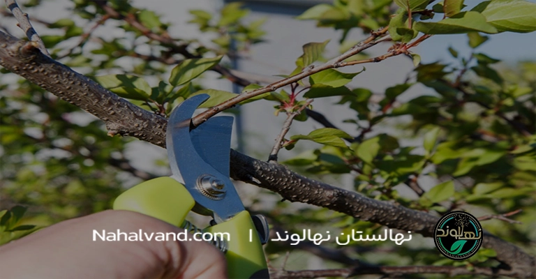 نحوه هر‌س در‌خت زردآ‌لو بر اساس سن درخت