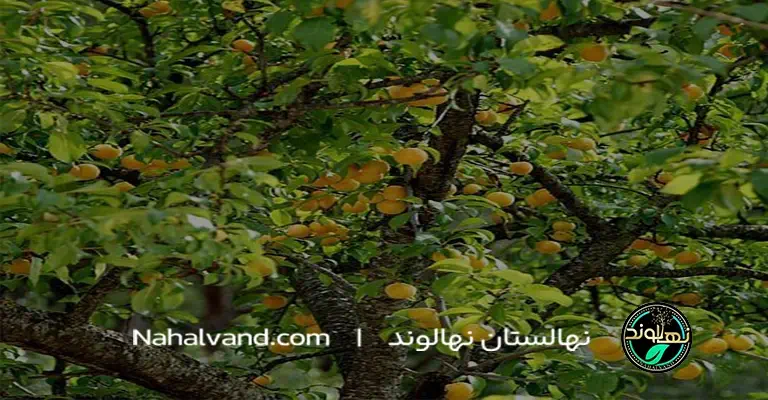 بهترین زمان برای هرس درخت زردآلو