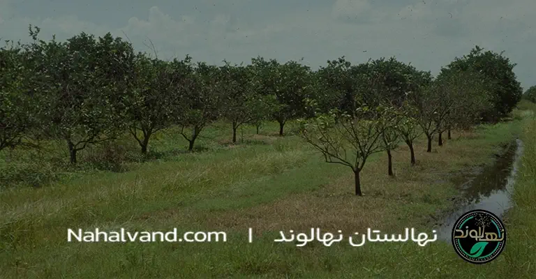 زمان‌بندی_مناسب_آبیاری_درخت_گلابی