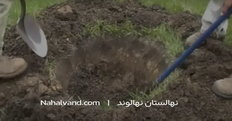 عمق استاندارد گودال کاشت