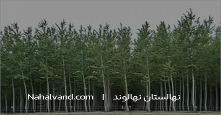 کودمناسب نهال ضنوبر