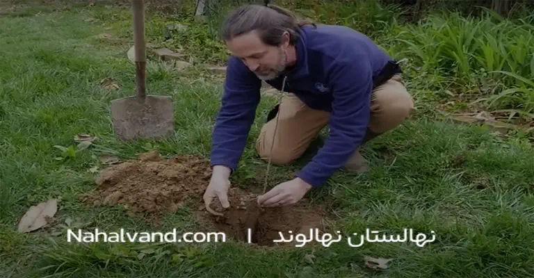 قرار دادن نهال در گودال