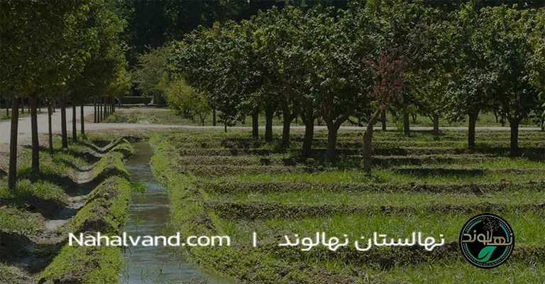 مراحل آبیاری درخت گلابی