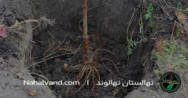 Steps to planting an apple tree nahalvand.ir