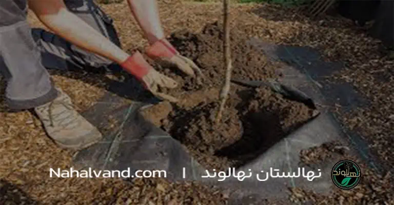Steps to Plant an Apple Tree nahalvand.com