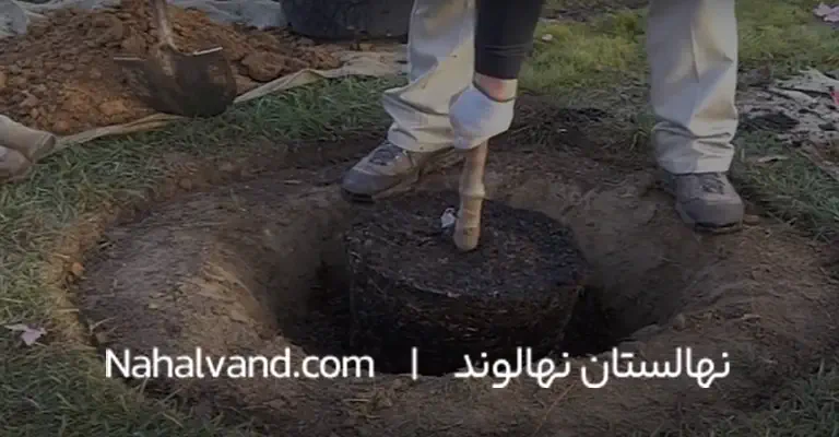 مزایای کاشت نهال صنوبر
