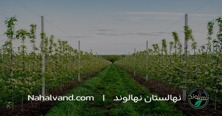 مقدار_آب_مورد_نیاز_درخت_گلابی؛_چقدر_آب_برای_رشد_این_درخت_کافی_است؟