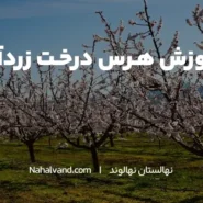 بهترین زمان برای هرس درخت زردآلو