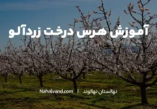 بهترین زمان برای هرس درخت زردآلو