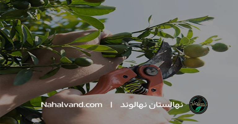 هرس درخت زردآلو