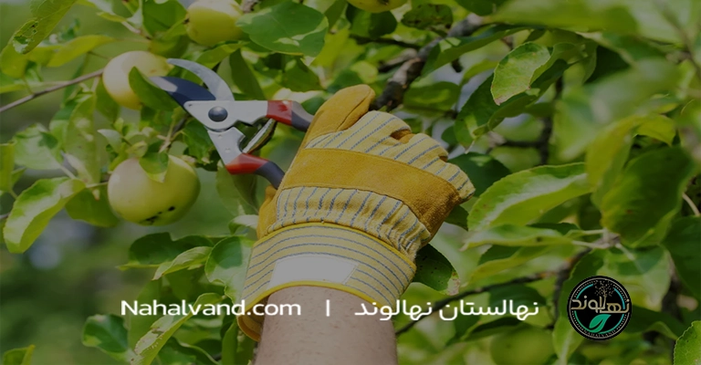 اهمیت هرس در رشد و باردهی درخت گلابی
