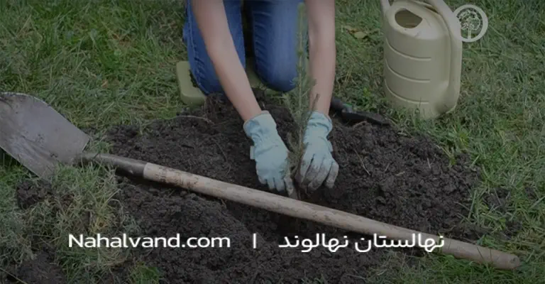 چگونگی آماده_سازی زمین برای کا_شت نها_ل صنو_بر