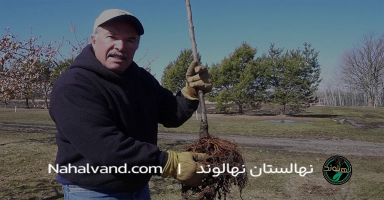 Planting apple tree seedlings in the fall nahalvand.com
