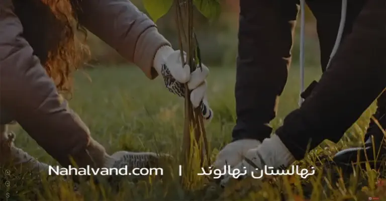 کاشت صنوبر درپهار