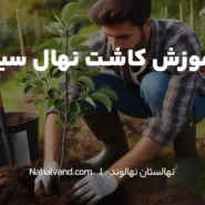 بهترین زمان کاشت نهال درخت سیب