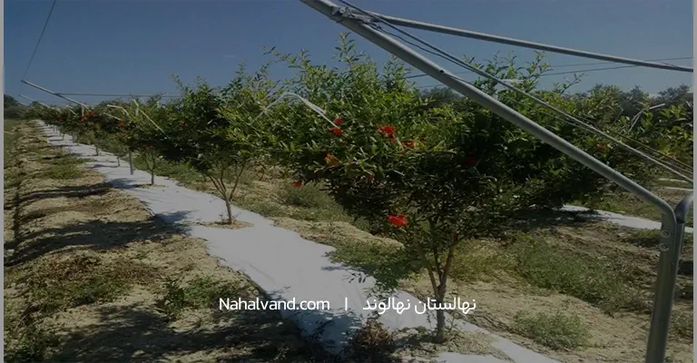 ابیاری زیرسطحی درختان انار