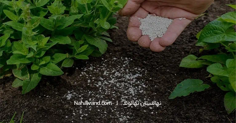 کوددهی در همه فص ها