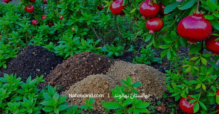 کود برای درخت انار