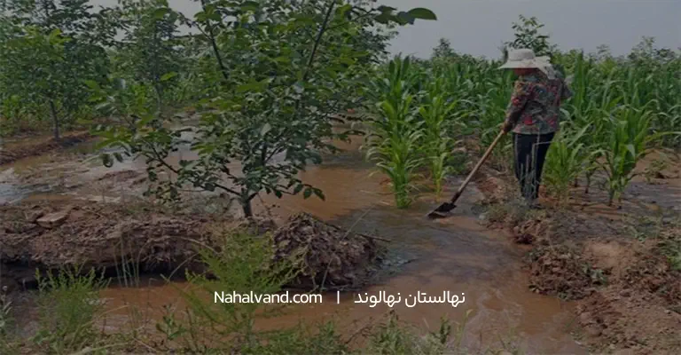 آبیاری غرقابی درخت انار
