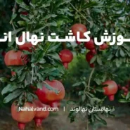 خاک مناسب برای کاشت نهال انار