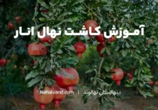 خاک مناسب برای کاشت نهال انار