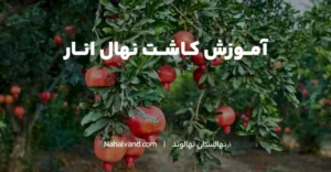 خاک مناسب برای کاشت نهال انار