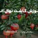 خاک مناسب برای کاشت نهال انار