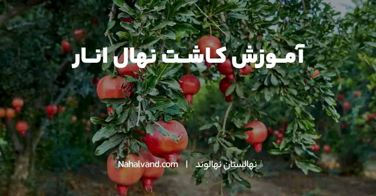 خاک مناسب برای کاشت نهال انار