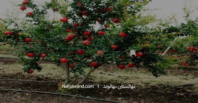 ابیاری درخت انار