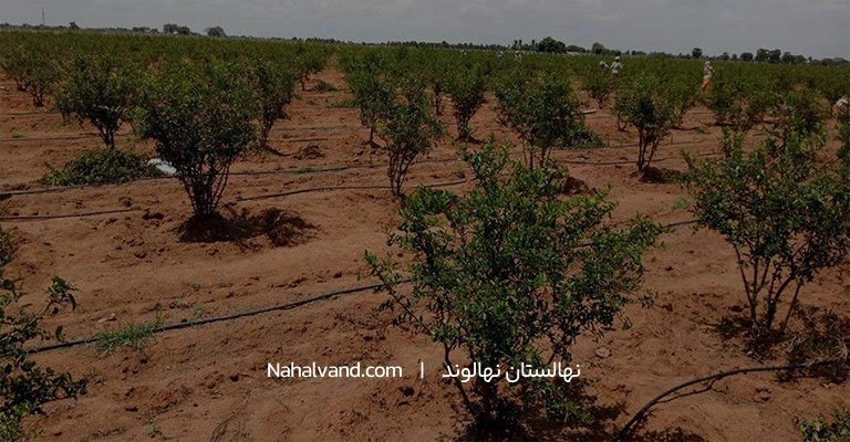 ابیاری جوان انار