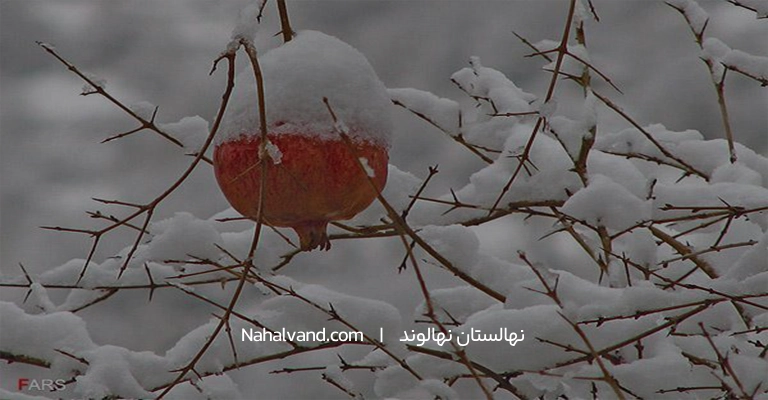 ابیاری درختان انار در زمستان