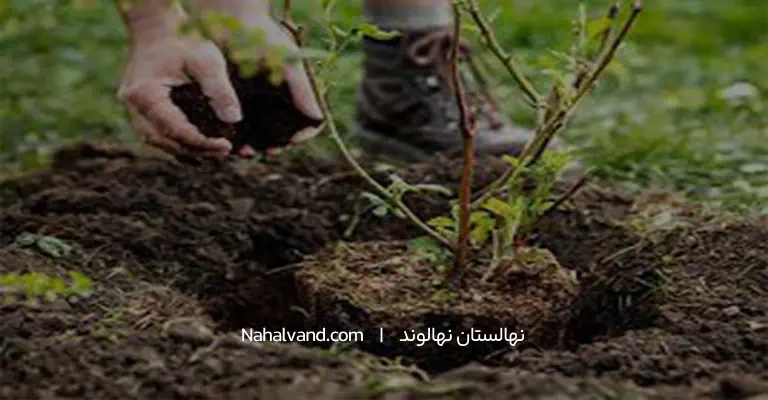 گودال مناسب کاشت