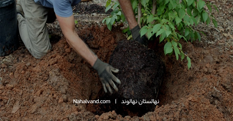 حفره مناسب کاشت نهال